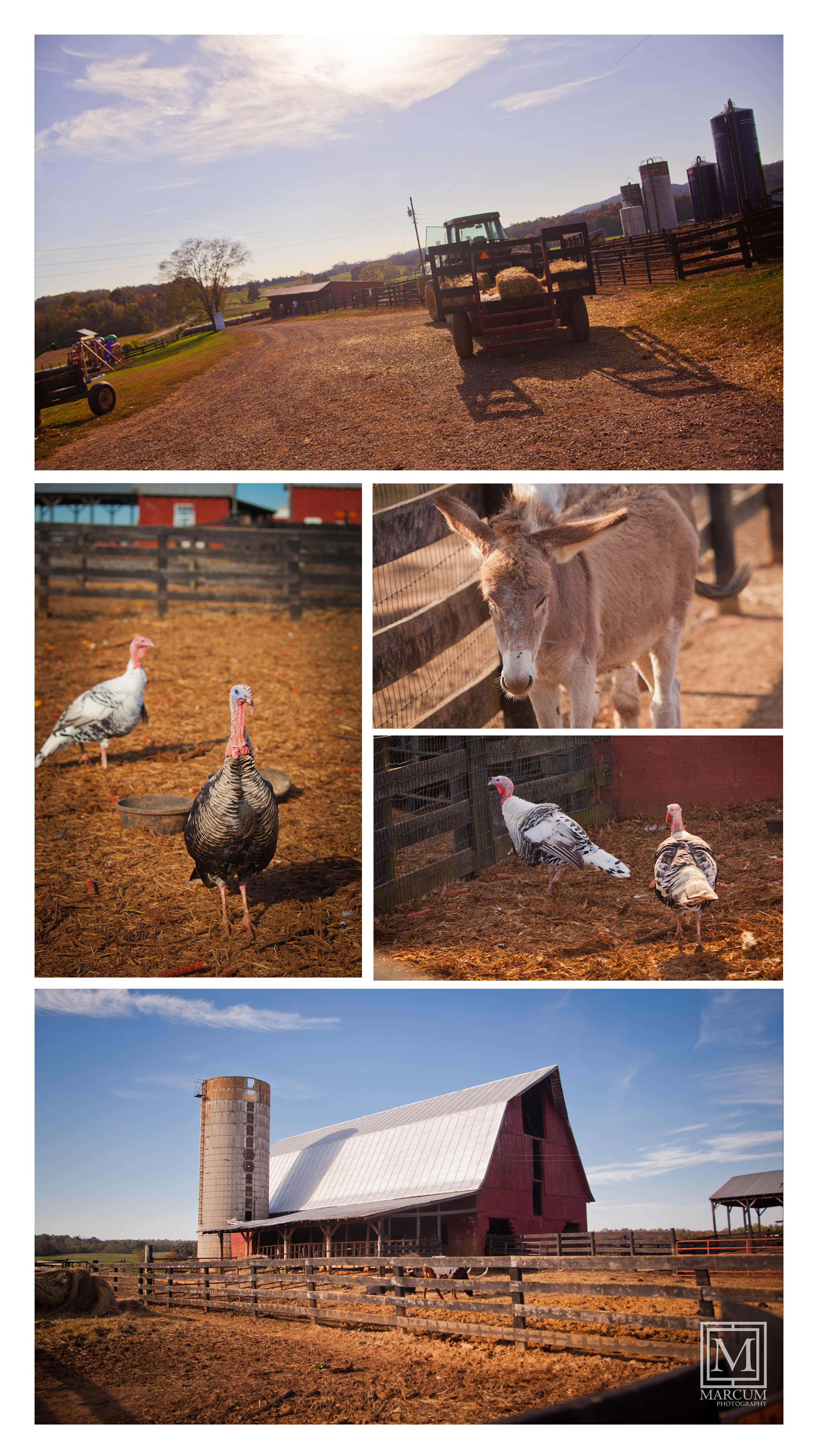 farm